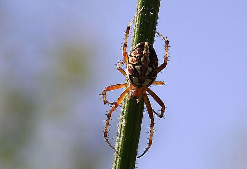 Neoscona adianta